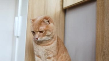 Ev kedisi masada oturuyor, nesnenin hareketini izliyor, kedi evde oynuyor, hayvan dinleniyor, evcil hayvan konsepti, ağır çekim.