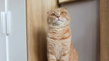 Ev kedisi masada oturuyor, nesnenin hareketini izliyor, kedi evde oynuyor, hayvan dinleniyor, evcil hayvan konsepti, ağır çekim.