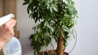 Spreyli ev bitkilerini sulayan bir sprey şişesi kullanan kadın eli yavaş hareket ediyor. Schefflera bitki bakımı konsepti kullanıyor. Bahçıvan saksıkan çiçek saksıkan ev bitkilerinin üzerine su sıkıyor.