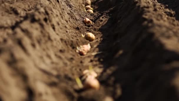 野菜の庭にジャガイモ畑を植えるプロセスは、閉じる. — ストック動画