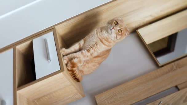 Kot Domowy Siedzi Stole Oglądanie Ruchu Obiektu Kot Bawi Się — Wideo stockowe