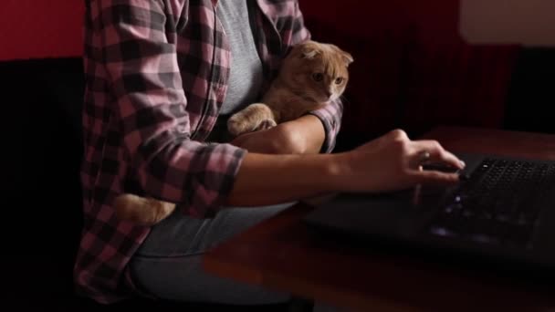 Donna Indossare Stile Confortevole Sta Lavorando Notebook Nero Laptop Gatto — Video Stock