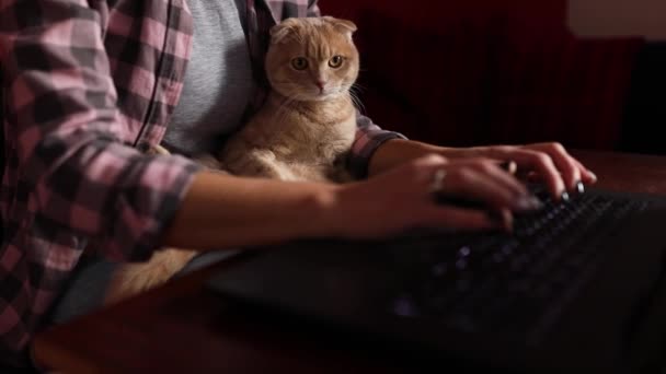 Kobieta Nosić Wygodny Styl Pracuje Czarnym Notebooku Laptop Kot Leży — Wideo stockowe