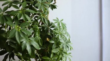 Spreyli ev bitkilerini sulayan bir sprey şişesi kullanan kadın eli yavaş hareket ediyor. Schefflera bitki bakımı konsepti kullanıyor. Bahçıvan saksıkan çiçek saksıkan ev bitkilerinin üzerine su sıkıyor.