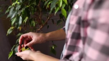 Çiçekçi dükkanında çiçekçiyle ilgilenen ve kuru yaprakları toplayan kadın elleri ağır çekimde..