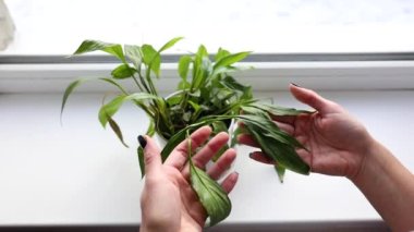 Evde çürüyen spathiphyllum bitkileriyle, ev bitkileriyle, bahçe işleriyle ilgilenen kadın elleri yavaş hareket ediyor..
