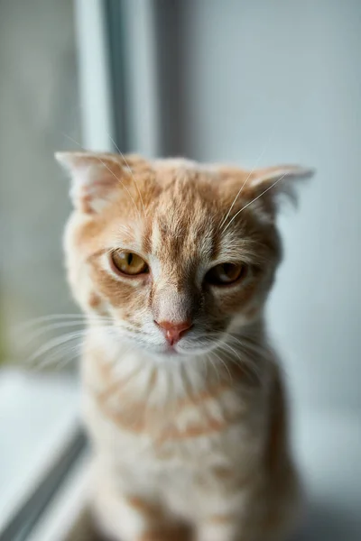 Joven Británico Taquigrafía Rayas Gato Rojo Sentarse Alféizar Ventana Mira — Foto de Stock