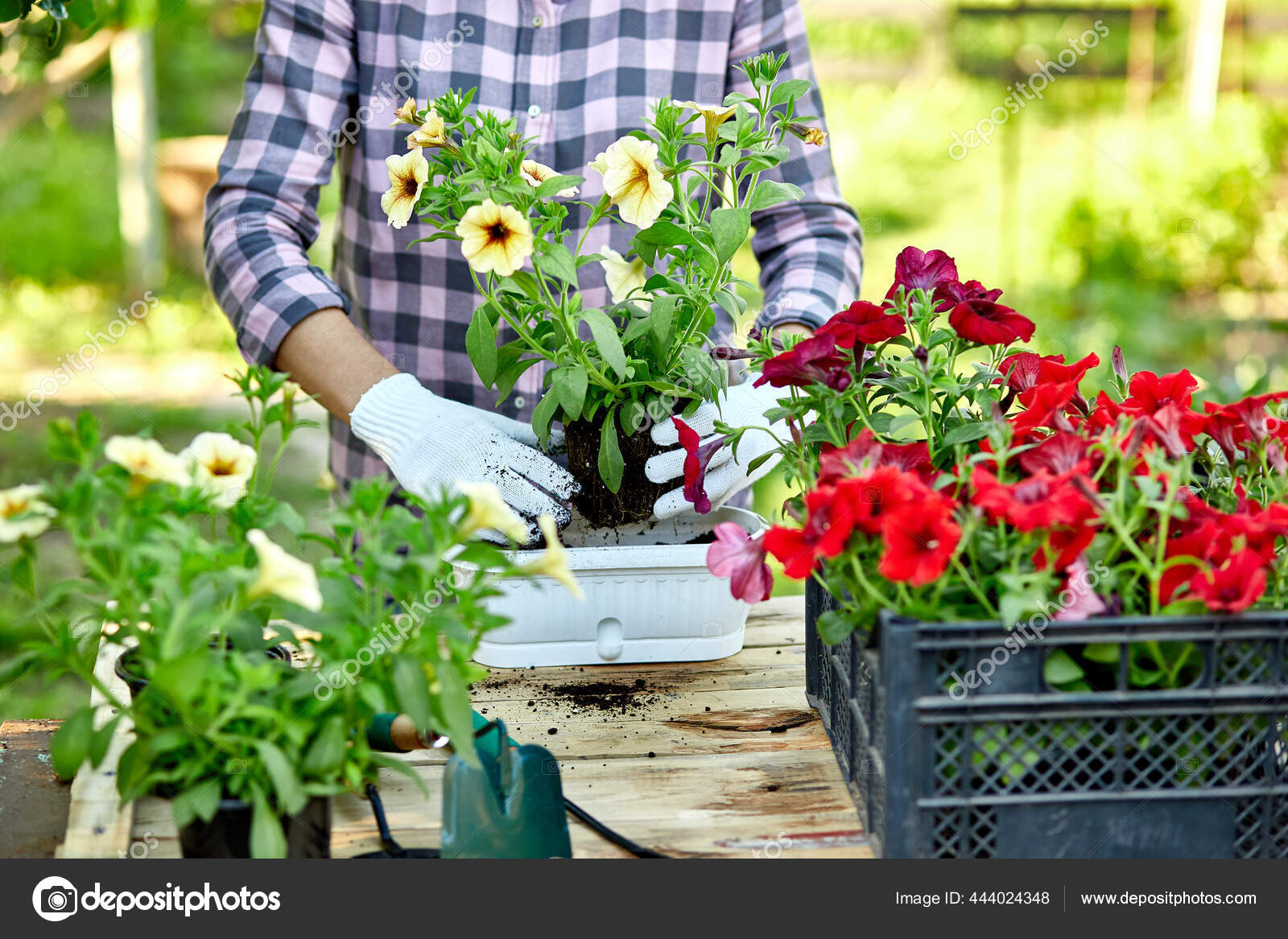 Gardener Planting Flower Pots Tools Woman Hand Planting Flowers Petunia