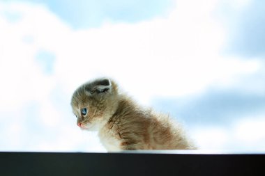 Pencerenin yanındaki küçük İngiliz kedicik, İskoç kedi, komik kızıl kedi..