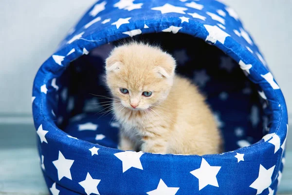 Χαριτωμένο Κόκκινο Μαλλιά Γατάκι Στο Σπίτι Μπλε Γάτα Στο Δωμάτιο — Φωτογραφία Αρχείου