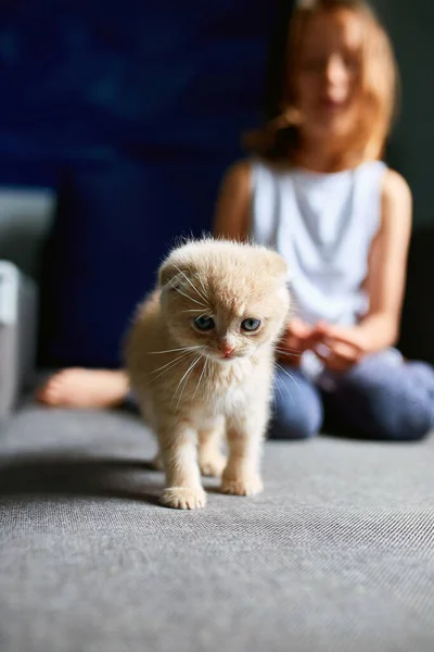 Menina Brinca Com Gatinho Brincalhão Britânico Casa Mãos Menina Acariciam — Fotografia de Stock