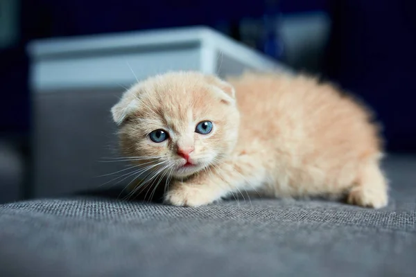 Lindo Gatito Pelirrojo Sofá Gris Habitación Gato Doméstico Gatito Curioso —  Fotos de Stock