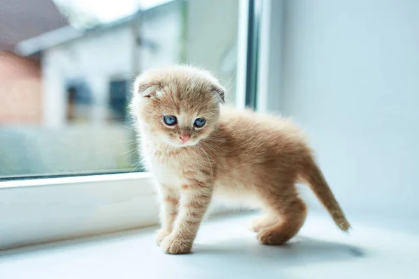 英国小猫咪在窗边的家里 苏格兰猫咪 有趣的红头发猫咪 — 图库照片