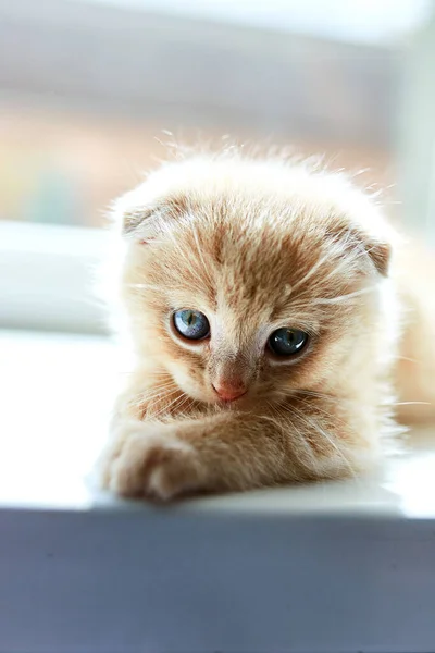 British Little Playful Kitten Home Window Scottish Kitten Funny Redhead — Stock Photo, Image