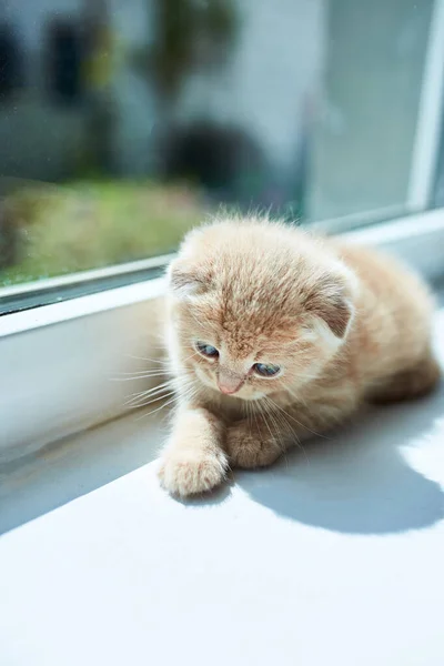 British Little Playful Kitten Home Window Scottish Kitten Funny Redhead — Stock Photo, Image