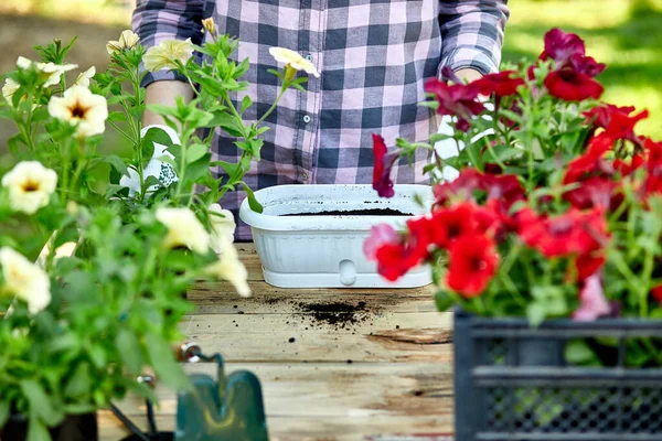 Jardinero Plantación Con Herramientas Macetas Mujer Mano Plantando Flores Petunia — Foto de Stock
