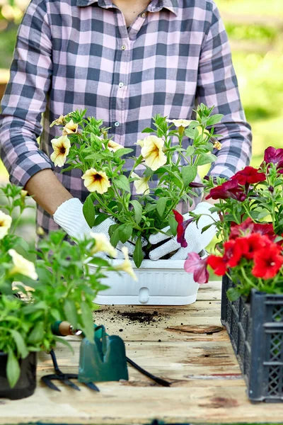 花の鉢ツールで庭師の植え付け 自宅で夏の庭で木製のテーブルの後ろに立っている女性の手植え花ペチュニア 園芸と花の概念 花器ツールと庭師の植え付け — ストック写真