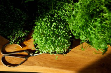 Ahşap masadaki tepsilerde farklı mikroyeşiller, sert ışık, yakın çekim, kopyalama alanı. Gargara, vejetaryen, sağlıklı yiyecekler, Superfood..