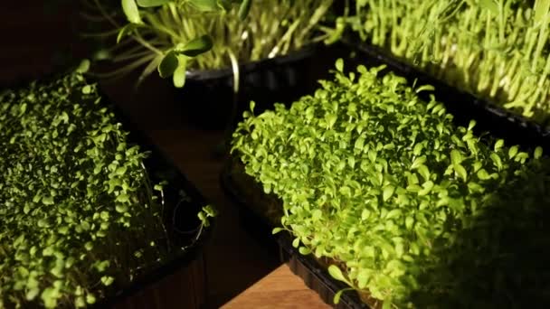 Diferentes microgreens en las bandejas en la mesa de madera, luz dura, primer plano, cámara lenta. — Vídeo de stock