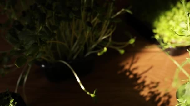 Diferentes microgreens en las bandejas en la mesa de madera, luz dura, primer plano, cámara lenta. — Vídeo de stock