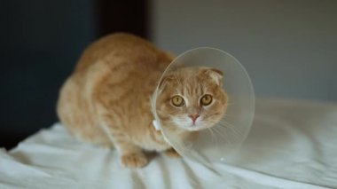 Hadım edildikten sonra plastik yakalı şirin bir kedi.