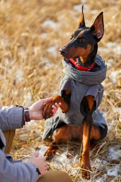 Собака Дает Человеческую Лапу Дружба Между Человеком Собакой Человек Проводит — стоковое фото