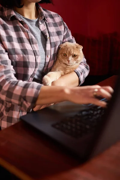 Woman Wear Comfy Style Working Black Notebook Laptop Cat Laying Royalty Free Stock Photos