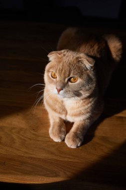 İngiliz kedisi evdeki güneş ışığında ahşap masanın üzerinde yatıyor. Mesaj için yer, sert ışık. Evcil hayvan hayatı.