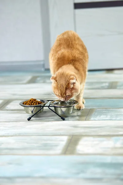 Adorable cat drinking water in metal bowl near dry crunch food indoors at home. Pet care concept, domestic pet feeding