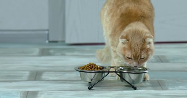 Αξιολάτρευτη Γάτα Πόσιμο Νερό Μεταλλικό Μπολ Κοντά Ξηρό Τραγανό Φαγητό — Αρχείο Βίντεο