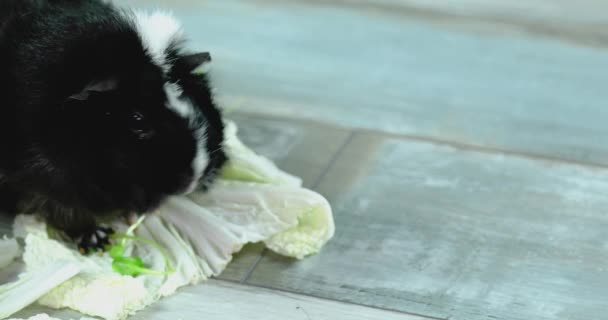 Domestic Guinea Pig Cavy Sitting Cabbage Leaf Food Home Domestic — Stock Video