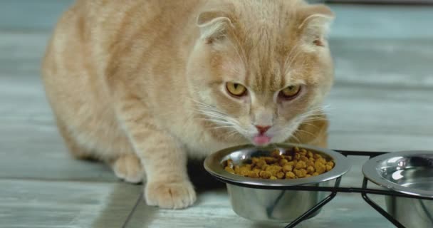 Adorable Gato Comiendo Comida Seca Crujiente Cuenco Metal Cerca Interiores — Vídeos de Stock