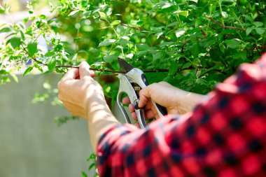 İnsan eli, çalıların dallarını elle budama makası ile keser. Bahçıvan kesiyor ve yeşil çalıları düzenliyor. Bahçe için ilgi ve güzellik kavramı. Bahçıvan bitkileri buduyor, çim biçiyor..