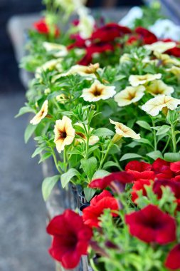 Siyah plastik sandıkların içinde petunya çiçekleri. Çiçek fidanlarıyla dolu kutular. Petunya, açık hava ekimi için. Bahçe işleri.