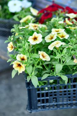 Siyah plastik sandıkların içinde petunya çiçekleri. Çiçek fidanlarıyla dolu kutular. Petunya, açık hava ekimi için. Bahçe işleri.