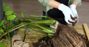 Kadın siyah tencereye Zamioculcas 'la birlikte toprak koymuş ahşap masa, iç mekan bitkileri, hobiler ve boş vakitler, ev bahçeleri. Zamioculcas bitkiyi tencereye geri koyuyor, esrar nakli.