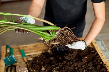 Man 's Hands, kökleri olan Zamioculcas bitkilerini, kapalı alandaki çiçekleri, evdeki saksı naklini, hobileri ve boş vakitleri, ev bahçelerini, tarımını ve kapalı alandaki saksı bitkilerinin bakımını tutuyor.