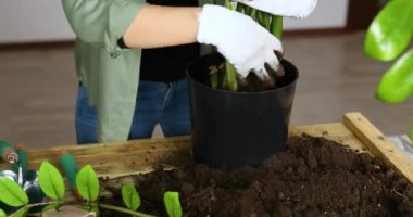Kadın siyah tencereye Zamioculcas 'la birlikte toprak koymuş ahşap masa, iç mekan bitkileri, hobiler ve boş vakitler, ev bahçeleri. Zamioculcas bitkiyi tencereye geri koyuyor, esrar nakli.