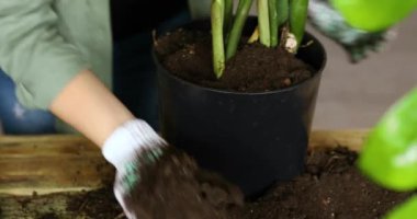 Kadın, Zamioculcas 'la siyah bir çömleğe toprak koyuyor, kedi onu ahşap masaya bakıyor, iç mekan bitkileri naklediyor, hobiler ve boş vakitler, ev bahçe işleri. Zamioculcas bitkiyi tencereye geri koyuyor.