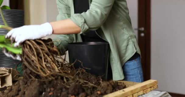 妇女将根植在盆中的Zamioculcas植物 室内插花 家庭盆栽 业余爱好和闲暇 家庭园艺 — 图库视频影像