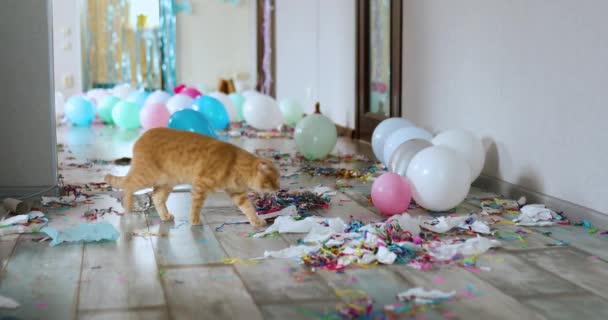 Rädd Överraskad Katt Promenader Trä Laminat Efter Fest Kaos Rörigt — Stockvideo