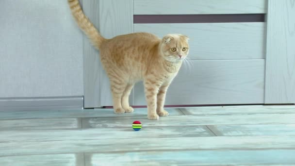 Rallentatore Shorthair Gatto Che Gioca Con Palla Arcobaleno Nel Soggiorno — Video Stock