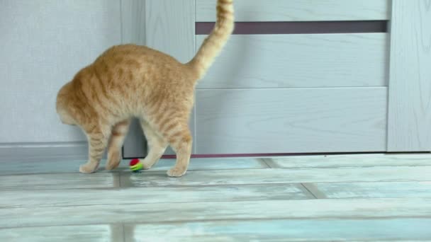 Slow Motion Stenografisch Kat Spelen Met Regenboogbal Woonkamer Van Het — Stockvideo