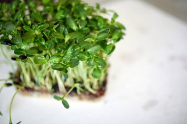 Üst manzara, beyaz arka planda mikroçicekler, vegan mikro ayçiçeği yeşillikleri filizleniyor, sağlıklı beslenme konsepti büyüyor, sağlıklı vejetaryen yemek servisi fikri