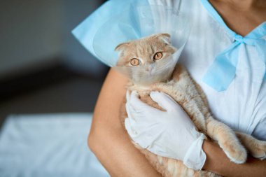Kadın veteriner, elinde hadım sonrası plastik yakalı bir kedi tutuyor. Veterinerlik konsepti..