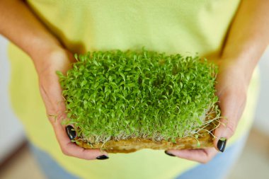 Kadın ellerinde mikroyeşil, sarı tişörtlü kadın çiğ lahanalar, mikro yeşiller, sağlıklı beslenme konsepti, evde garaj, vegan, sağlıklı yiyecekler, Superfood, teslimat servisi.