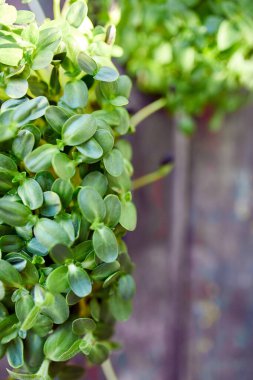 Kutudaki fesleğen ayçiçeğini, filizlenen mikro yeşillikleri, evde tohum filizlenmesini, vejetaryen ve sağlıklı beslenme konseptini kapatın. Sağlıklı vejetaryen yemek servisi fikri