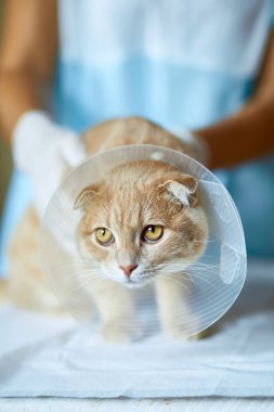 Veteriner doktor, hadım edildikten sonra plastik yakalı güzel bir kedi hakkında araştırma yapıyor..