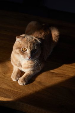 İngiliz kedisi evdeki güneş ışığında ahşap masanın üzerinde yatıyor. Mesaj için yer, sert ışık. Evcil hayvan hayatı.