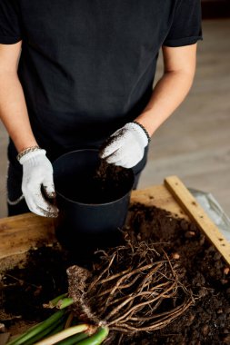 Adam siyah tencereye toprak koymuş ahşap masa üzerinde, iç mekan bitkileri nakli, hobiler ve boş zaman, ev bahçeleri. Zamioculcas bitkiyi tencereye geri koyuyor, esrar nakli.